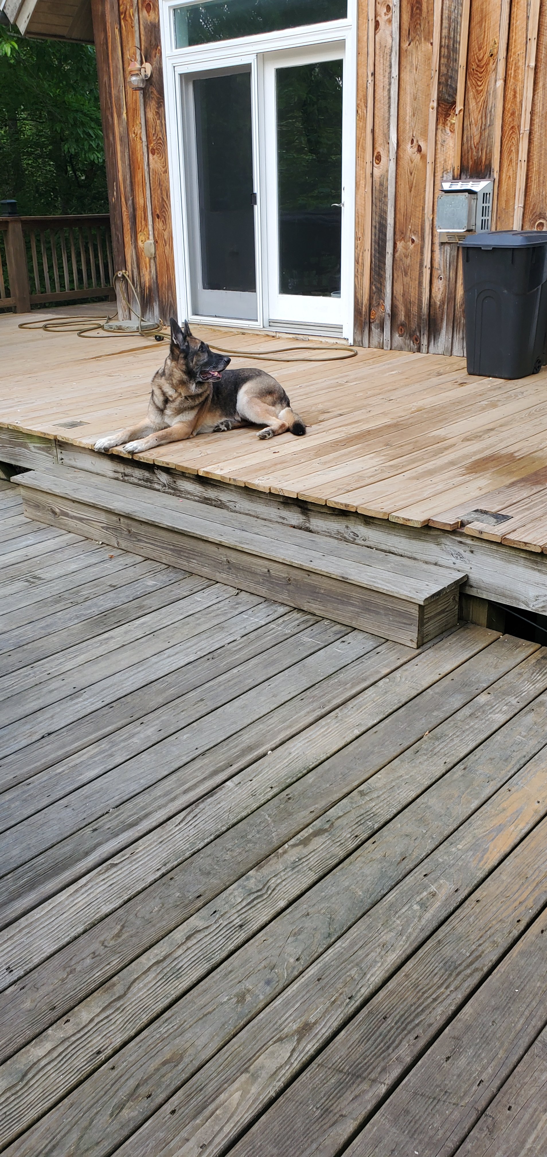 Dog relaxing on the deck - pet friendly